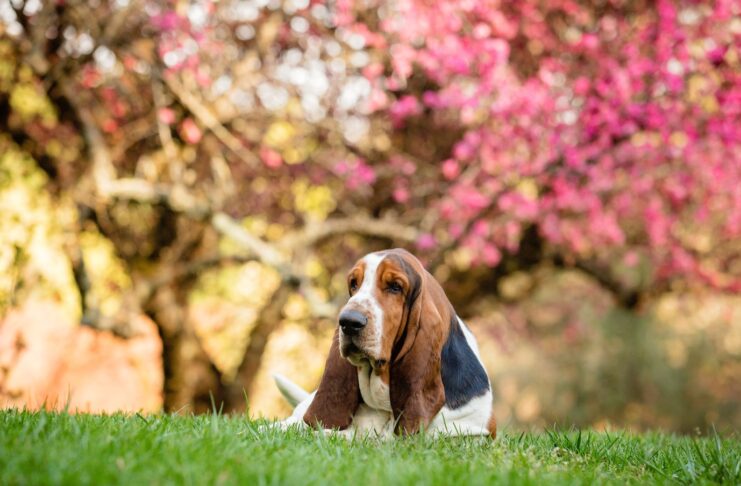 my tendency to overeat- the story of a true basset hound