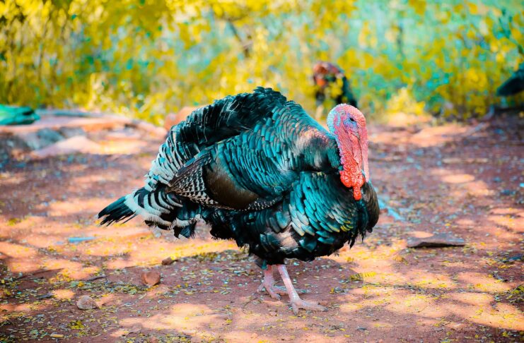 types of turkey hunting calls that will help you to lure and capture turkeys easily