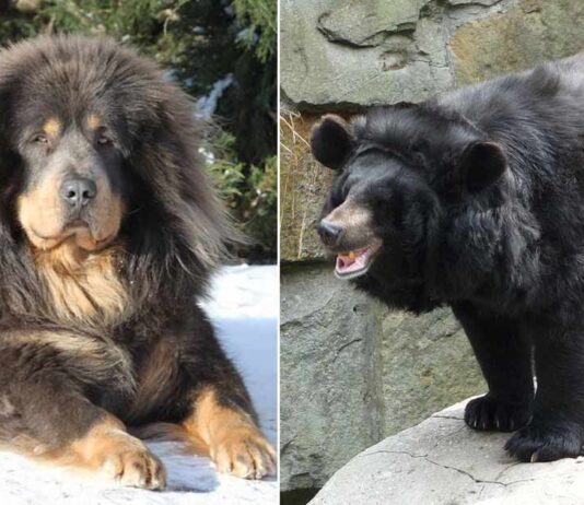 family in shock after finding out the dog they were raising for 2 years turned out to be a bear