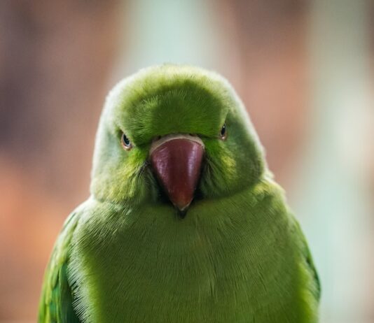 shallow photography of green bird