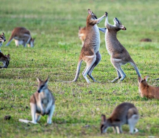 kangaroos on grass field