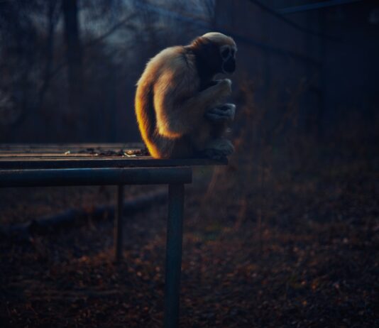 a monkey sitting on top of a wooden table
